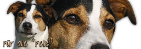 Spardose Jack Russell Terrier